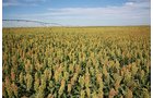 Property photo 40 - LAND AUCTION, 3255+/- Acres offered in 13 Tracts